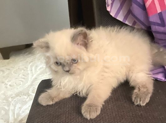 Izmir Chincilla Yavrular görsel