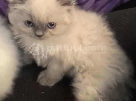 Izmir Chincilla Yavrular görsel