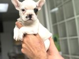 Fawn Pi̇ed Özel Renk French Bulldog