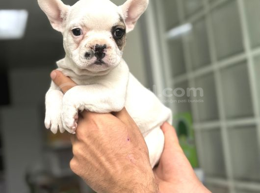 Fawn Pi̇ed Özel Renk French Bulldog görsel
