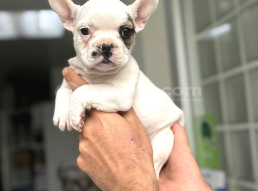 Fawn Pi̇ed Özel Renk French Bulldog görsel