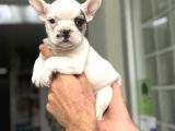 FAWN PİED ÖZEL RENK FRENCH BULLDOG