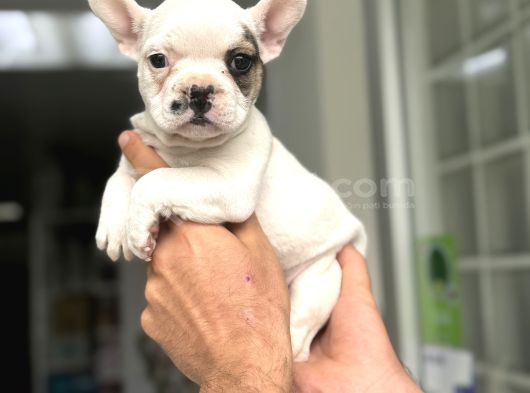 Fawn Pi̇ed Özel Renk French Bulldog