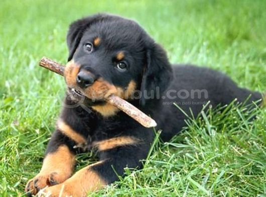 En Özel Rottweiler Yavrulari