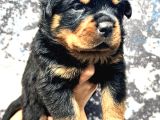 En Özel Rottweiler Yavrulari