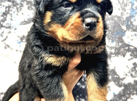 En Özel Rottweiler Yavrulari görsel