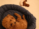 Toy Poodle Dişi