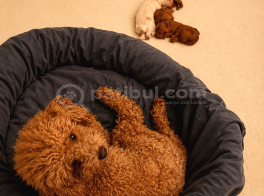 Toy Poodle Dişi görsel