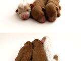 Toy Poodle Dişi