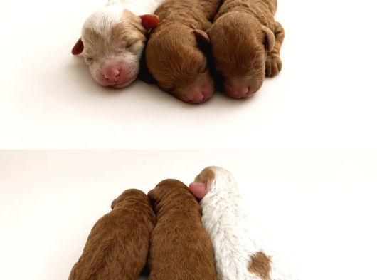 Toy Poodle Dişi görsel