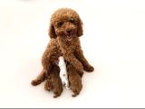 Toy Poodle Dişi