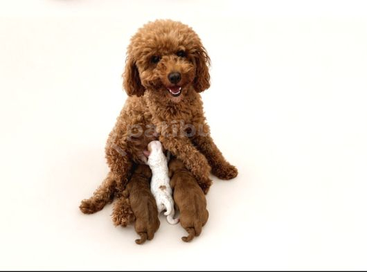 Toy Poodle Dişi görsel
