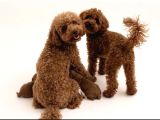 Toy Poodle Dişi