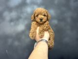 KORE KAN MİNİ BOY AŞILI POODLE BEBEĞİMİZ