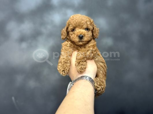 Kore Kan Mi̇ni̇ Boy Aşili Poodle Bebeği̇mi̇z