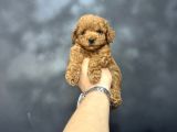 Kore Kan Mi̇ni̇ Boy Aşili Poodle Bebeği̇mi̇z