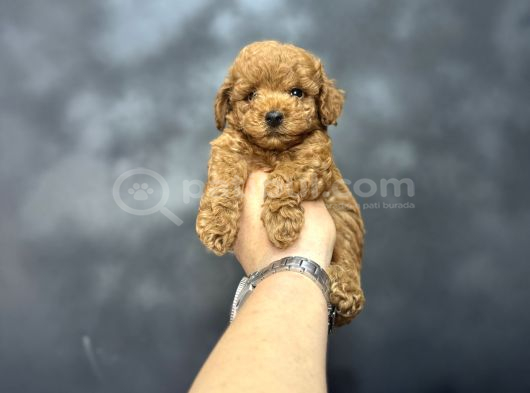 Kore Kan Mi̇ni̇ Boy Aşili Poodle Bebeği̇mi̇z görsel