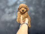Kore Kan Mi̇ni̇ Boy Aşili Poodle Bebeği̇mi̇z