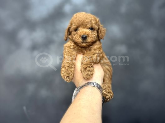 Kore Kan Mi̇ni̇ Boy Aşili Poodle Bebeği̇mi̇z görsel