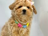 Mini Sevimli Maltipoo Bebekler