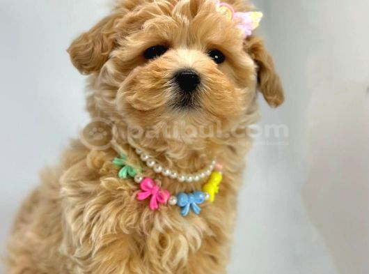 Mini Sevimli Maltipoo Bebekler görsel