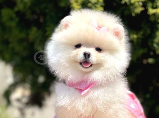 Ayıcık Surat Boo Pomeranian Yavrular görsel