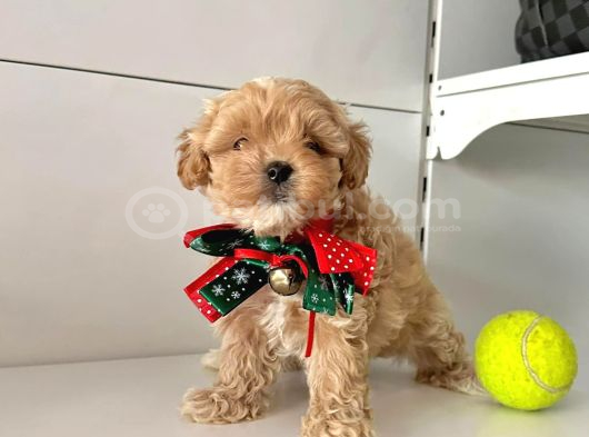 Büyümeyen Maltipoo Bebekler Yeni Yuvasını Bekliyor