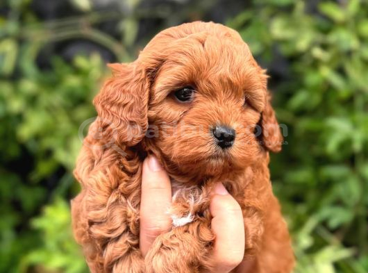 Teacup Maltipoo Bebeklerimiz görsel