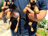 Orjinal Doberman Yavrularımız