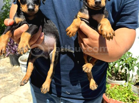 Orjinal Doberman Yavrularımız
