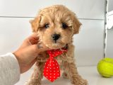 Maltipoo Bebekler Yuva Bekliyor