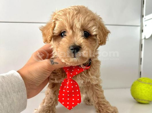 Maltipoo Bebekler Yuva Bekliyor görsel