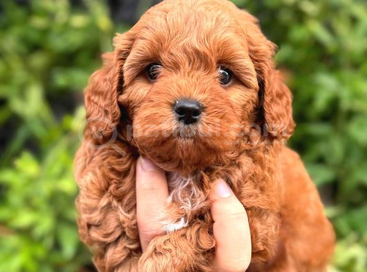 Teacup maltipoo bebeklerimiz