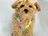 Mini Sevimli Maltipoo Bebekler