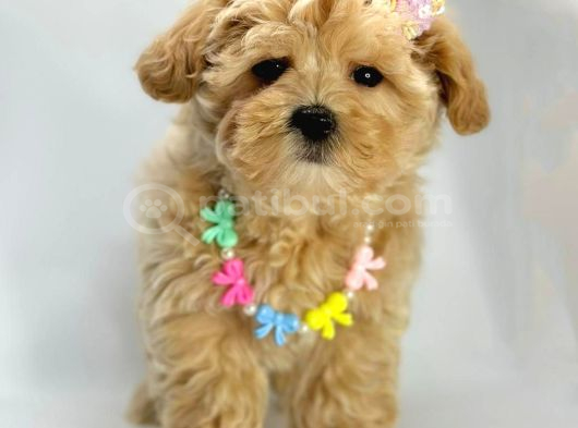 Mini Sevimli Maltipoo Bebekler