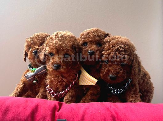 Irk ve sağlık garantili toy poodle mini yavrular