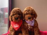 Aşılı Pasaportlu Toy Poodle Yavrular