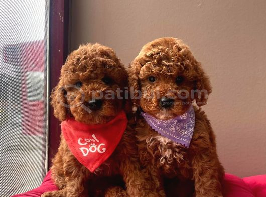 Aşılı Pasaportlu Toy Poodle Yavrular görsel