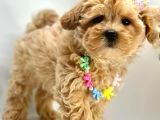 Mini Sevimli Maltipoo Bebekler