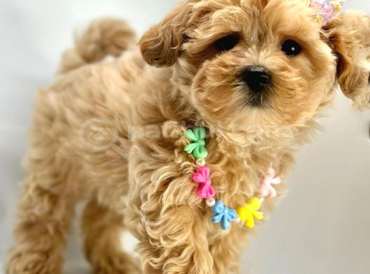 Mini Sevimli Maltipoo Bebekler görsel