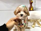 Maktipoo Mini sevimli bebekler