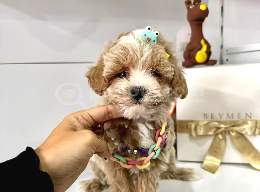 Maktipoo Mini sevimli bebekler