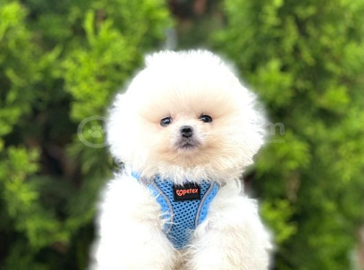 Irkının En Güzel Pomeranian Bebekleri görsel