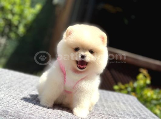 Ayıcık Surat Pomeranian Yavrular görsel