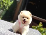 Ayıcık Surat Pomeranian Yavrular