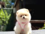 Ayıcık Surat Pomeranian Yavrular