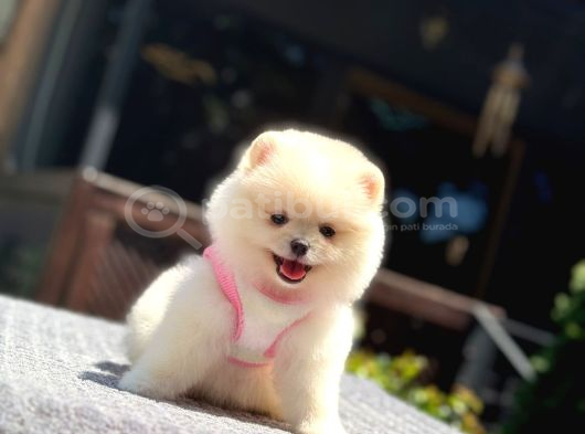 Ayıcık Surat Pomeranian Yavrular