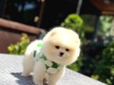 Teddy Face Pomeranian Boo