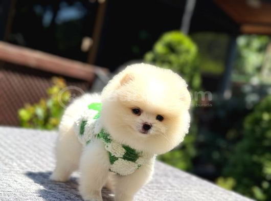Teddy Face Pomeranian Boo görsel