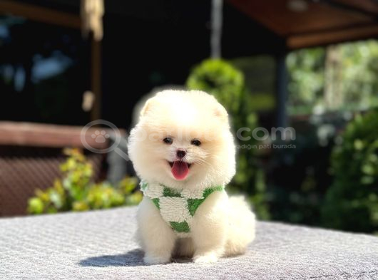 Teddy Face Pomeranian Boo görsel